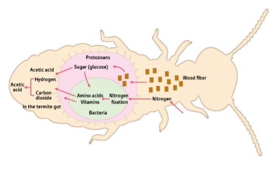 Termite outline showing wood fiber digestion process