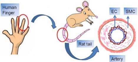 Scheme showing the similarity of rat tail model to human finger tissue