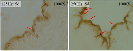 Formation of Nitrotyrosine (red arrows) in EC in vibrated artery (X1000)